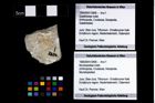 Foto (Objekt + Etikett) von Mundopsidae indet.  (NHMW-GEO-1990-0041-2806)